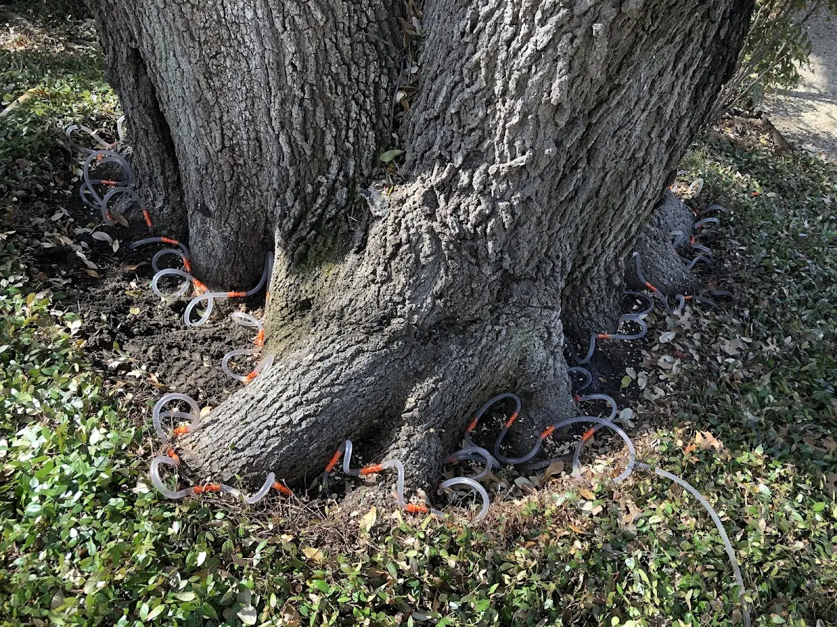 Detailed Tree Cabling and Bracing job site in Laconia