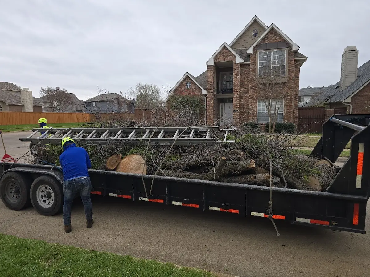Expert Tree Pest Control with proper safety equipment in Laconia